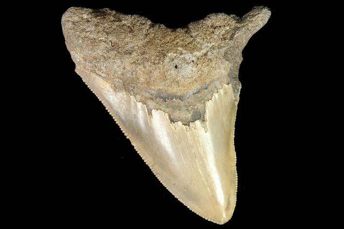 Bargain, Serrated, Fossil Megalodon Tooth - Georgia #77583